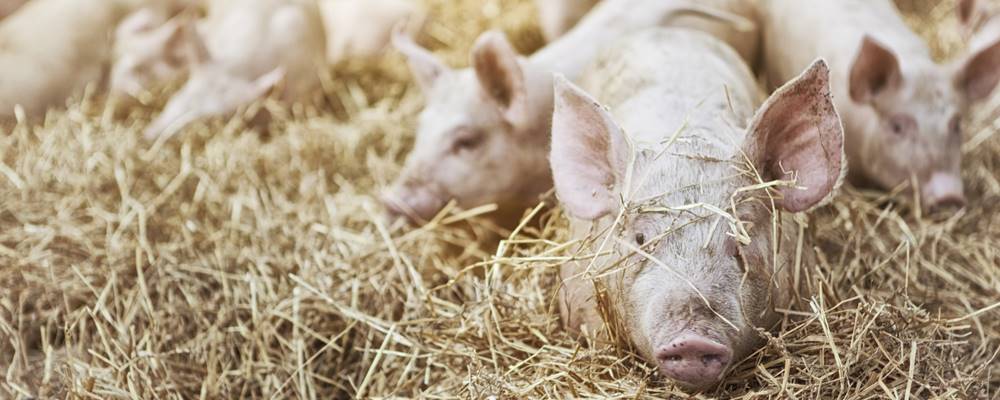 erLeben KG – Biohof Thomabauer in Prambachkirchen