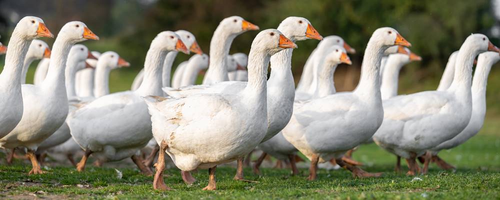 erLeben KG – Biohof Thomabauer in Prambachkirchen 