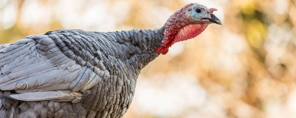 erLeben KG – Biohof Thomabauer in Prambachkirchen 